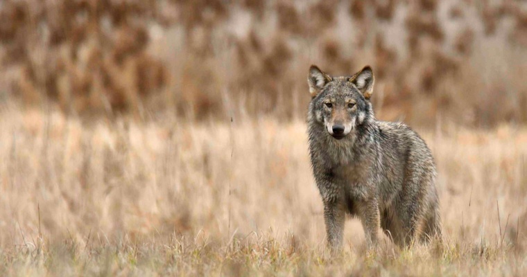 O WILKU MOWA! – Czy wilki w okolicach Poznania stanowią dla nas zagrożenie?